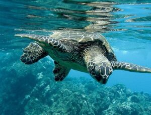 BM açık denizlerde biyolojik çeşitliliğin korunması muahedesini kabul etti