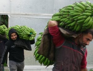Mersin’de hasat başladı! Bahçede 16 lira olan muzun kilosu markette 30 lira