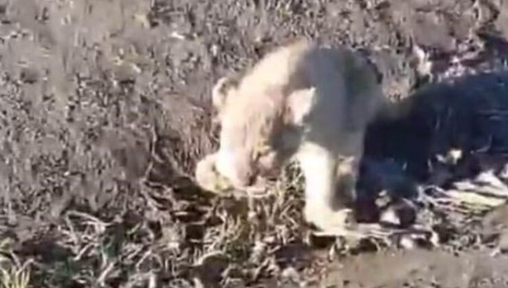 Şanlıurfa’da öğrenciler yol kenarında yavru aslan buldu