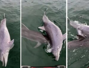 İstanbul açıklarında bilimsel makaleye bahis olan olay: Başından günlerce ayrılmadı