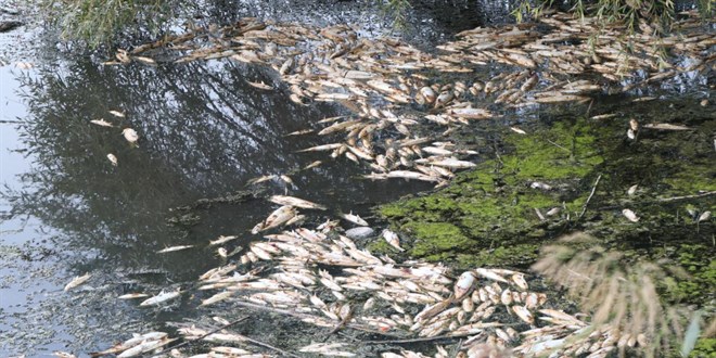 İzmir Körfezindeki makus koku ve balık vefatlarına ait Belediyeden açıklama