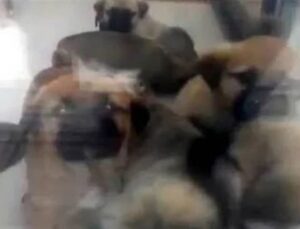 Sahiplendiği köpekleri öldüren tabibin cezası düştü