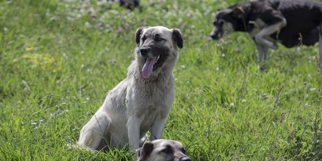 Kayseri’de sahipsiz köpek 3 yaşındaki çocuğu yaraladı