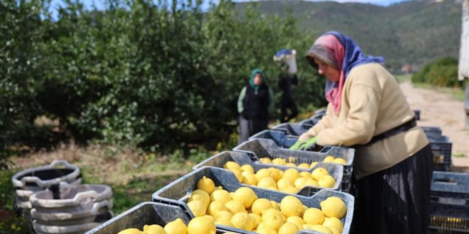 TÜİK’e nazaran limonda fiyat yıllık yüzde 410 yükseldi