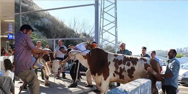 Kurban Bayramı’nda kuralları: Hayvana eziyete 13 bin TL’den fazla ceza