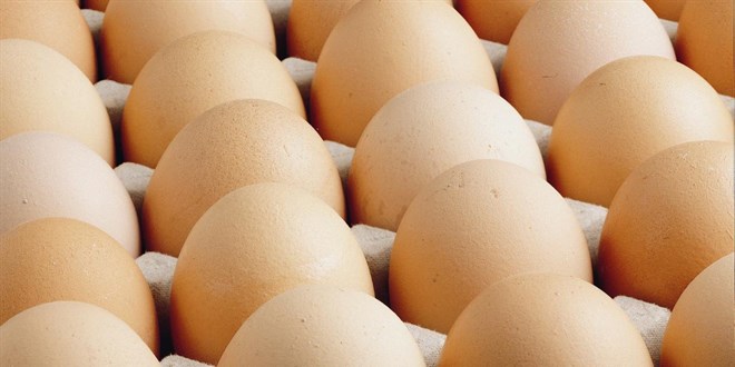 Avrupa’daki kuş gribi Türk yumurtasına talebi artırdı