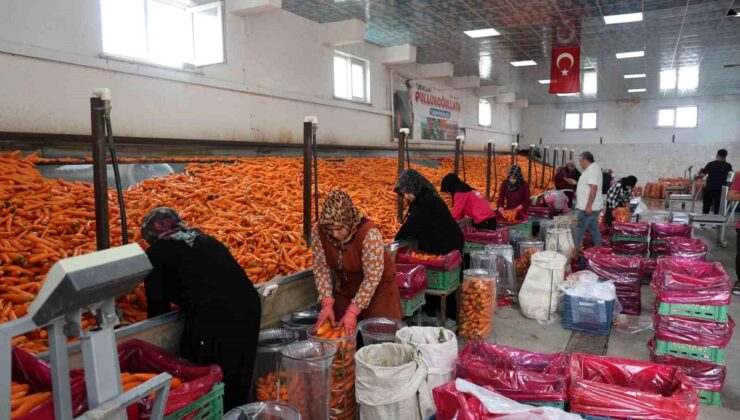 Konya’da Havuç Hasadı Devam Ediyor