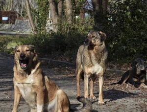 Vali Canbolat açıkladı: Ankara’daki bütün sahipsiz sokak köpekleri toplandı